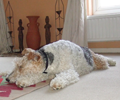 Dog_Home_Boarding_Surrey_7